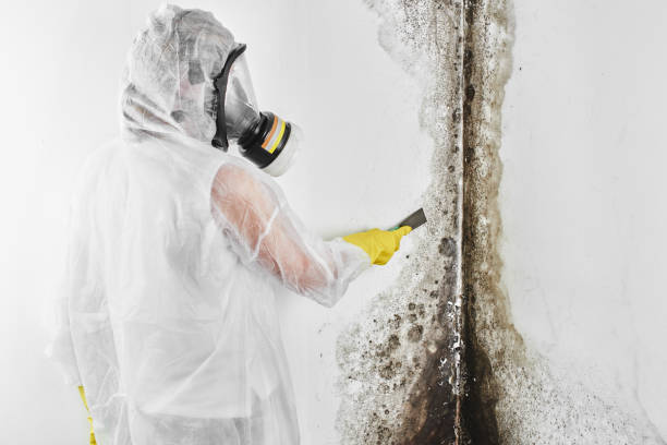 Star City, WV Mold Remediation Company