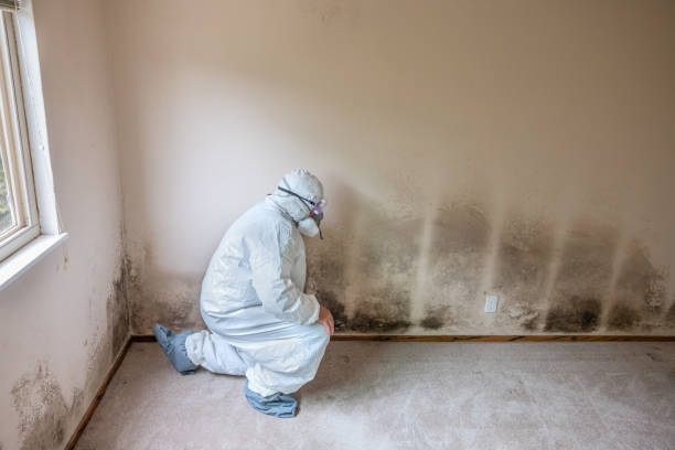 Best Kitchen Mold Remediation in Star City, WV