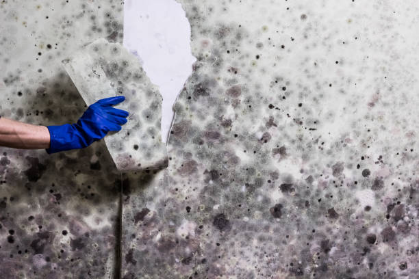 Best Residential Mold Remediation in Star City, WV