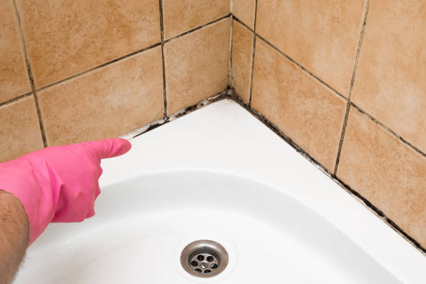 Best Bathroom Mold Remediation in Star City, WV